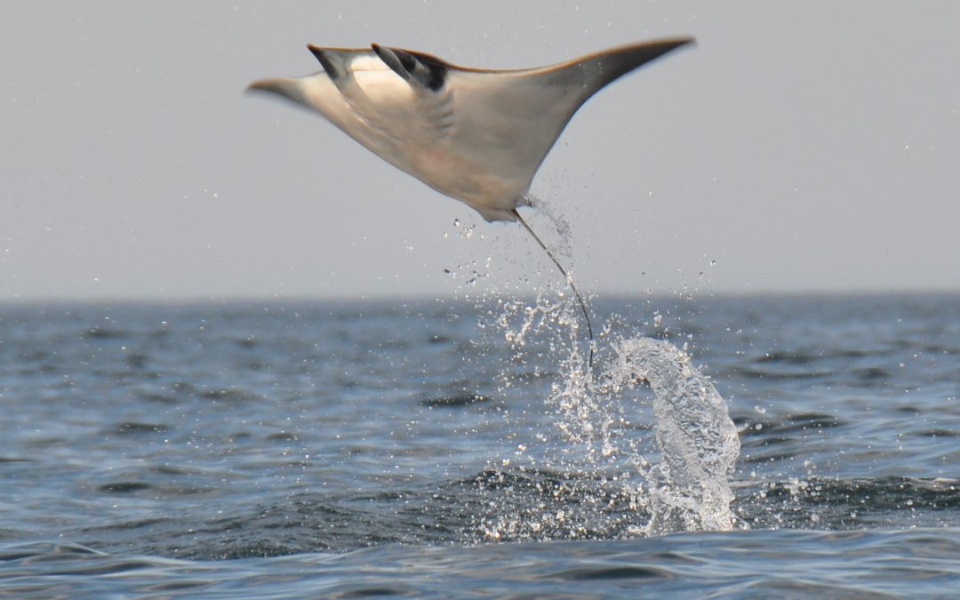The Amazing Flying Mantas of the Sea of Cortez