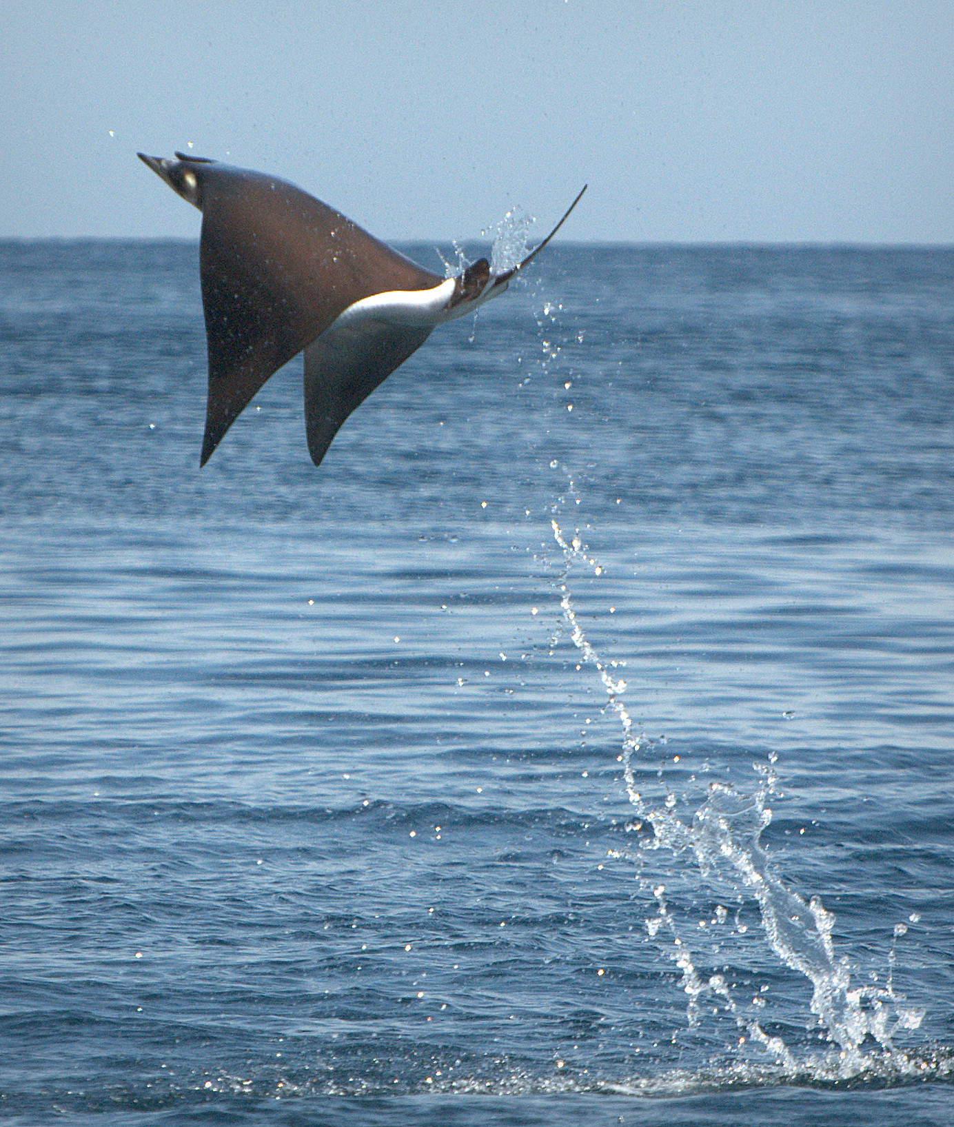 volador, Flying fish, Deep Sea Fishing Cancun, Flying fish …