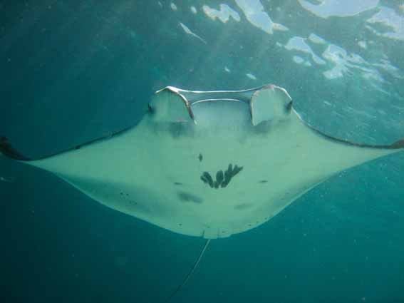 Manta Rays Fly High in Indonesia