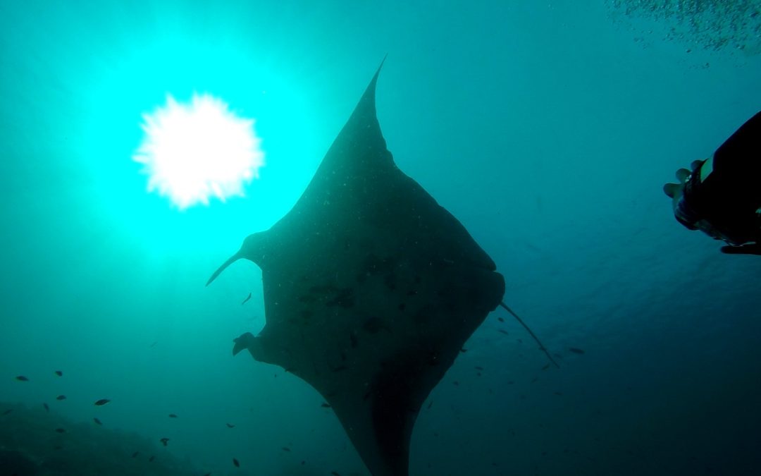 Day 19: Learning About Advanced Manta Research with Conservation International