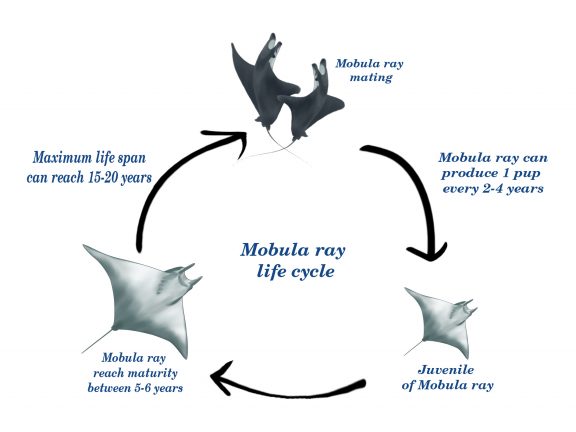 mobula ray life cycle